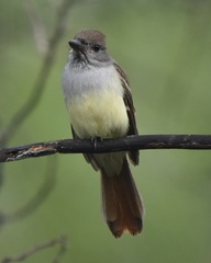 Myiarchus tyrannulus