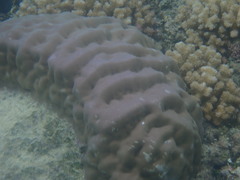 Porites