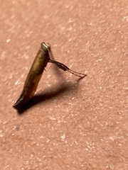 Caloptilia