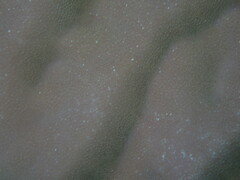 Porites
