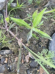 Eclipta prostrata