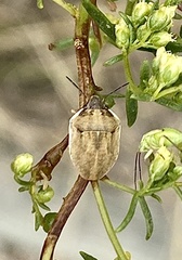 Pachycorinae
