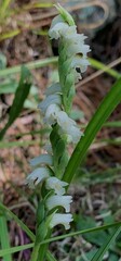 Spiranthes casei casei
