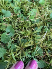 Pleurozium schreberi