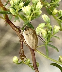 Pachycorinae