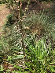 Eryngium proteiflorum