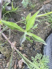 Eclipta prostrata