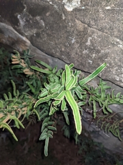 Pellaea atropurpurea