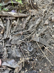 Tropidoclonion lineatum