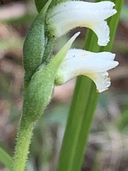 Spiranthes casei casei