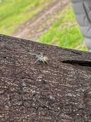 Zygometis xanthogaster