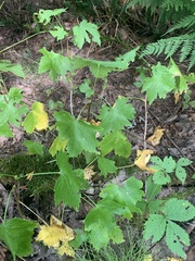Ribes glandulosum