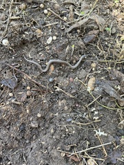 Tropidoclonion lineatum