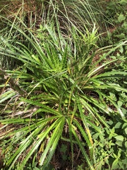 Eryngium proteiflorum