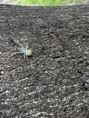 Zygometis xanthogaster