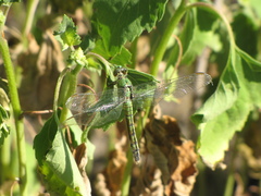 Erythemis collocata