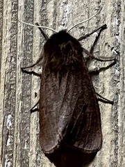 Phragmatobia fuliginosa