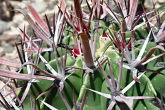 Ferocactus recurvus