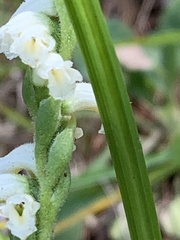 Spiranthes casei casei