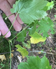 Ribes glandulosum