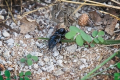 Pasimachus elongatus