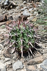Ferocactus recurvus