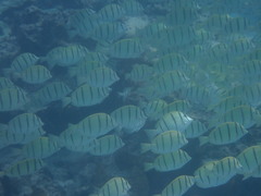 Acanthurus triostegus