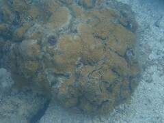 Montipora