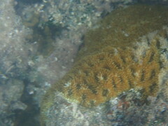 Acanthastrea