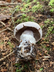Cortinarius malachius