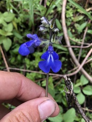 Salvia prunelloides