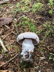 Cortinarius malachius