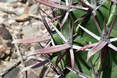 Ferocactus recurvus