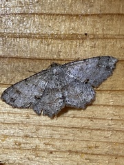 Melanolophia