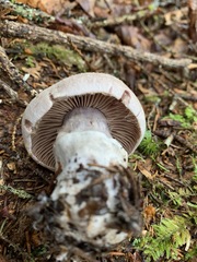 Cortinarius malachius