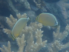Chaetodon lunulatus
