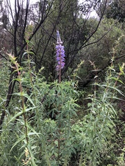 Lupinus montanus