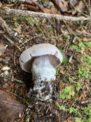 Cortinarius malachius