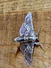 Megastes praxiteles