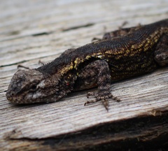 Sceloporus