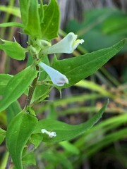 Melampyrum lineare