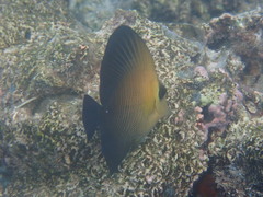 Zebrasoma scopas