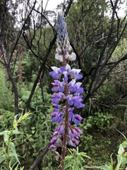 Lupinus montanus