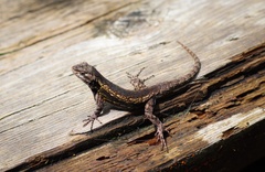 Sceloporus