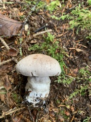 Cortinarius malachius