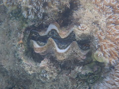 Tridacna