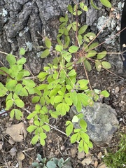 Taenidia integerrima