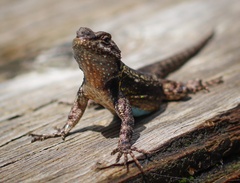 Sceloporus