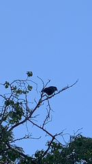 Corvus brachyrhynchos