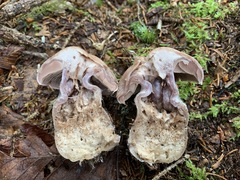 Cortinarius malachius